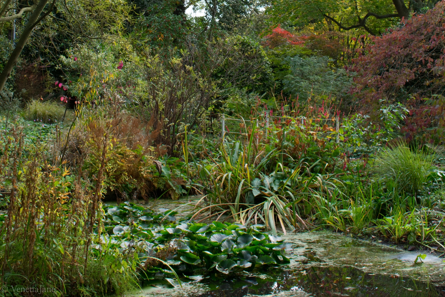 King's Arms Garden, Ampthill, Bedfordshire, MK45 2PP National Garden